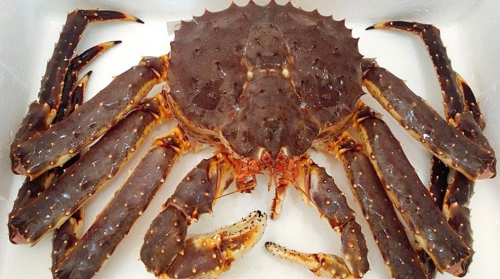 Món ăn đắt đỏ giàu protein hơn thịt nhưng khi ăn phải bỏ loạt bộ phận kẻo "tiền mất tật mang" Món ăn đắt đỏ giàu protein hơn thịt nhưng khi ăn phải bỏ loạt bộ phận kẻo "tiền mất tật mang"