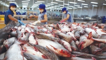 8 tháng năm 2023, xuất khẩu cá tra sang Trung Quốc giảm mạnh