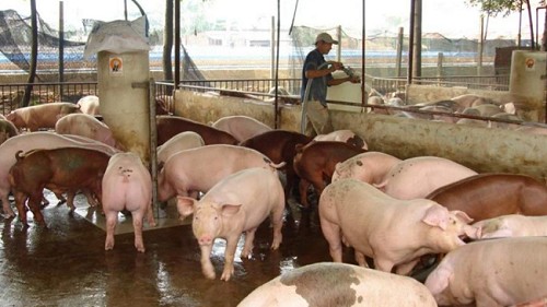 Giá heo hơi hôm nay 15/10: Tiếp tục xu hướng giảm trong tuần tới?