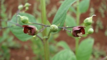 Huyền sâm - dược liệu quý trong Đông y