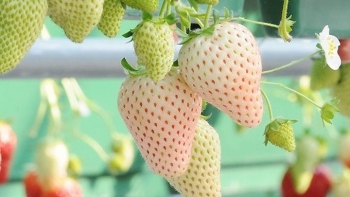 Dâu tây Bạch Tuyết Nhật Bản có gì đặc biệt mà mỗi quả có giá hàng trăm nghìn đồng