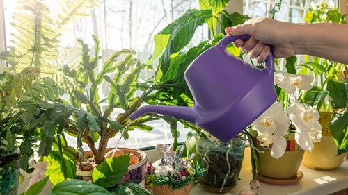 Trồng hoa chôn 5 thứ xuống đáy chậu, đảm bảo cây không bao giờ thối rễ