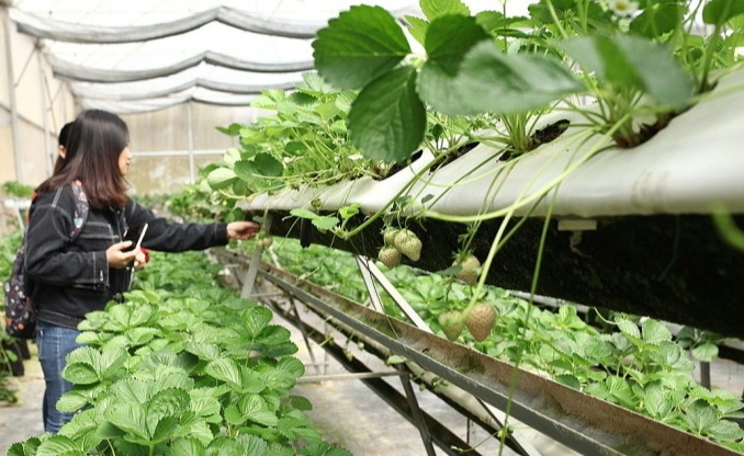 Dâu Bạch Tuyết được nhân giống, trồng ở Đà Lạt