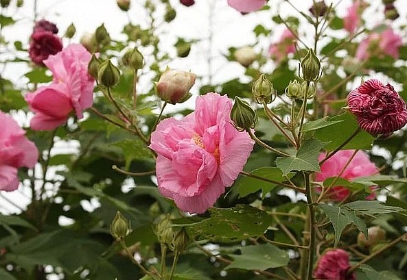 Các tác dụng của cây phù dung