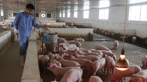 Giá heo hơi hôm nay 16/10: Duy trì ổn định trên cả ba miền