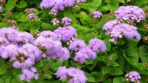 Loại hoa nghe đã thấy “bốc mùi”, là vị thuốc quý, chứa đầy kháng sinh tự nhiên