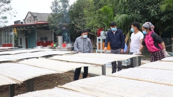 Yên Bái: Xã Quy Mông nâng cao chất lượng sản phẩm “miến đao OCOP”