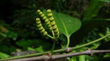 Cây gắm - Vị thuốc quý cho xương khớp và nhiều bệnh khác