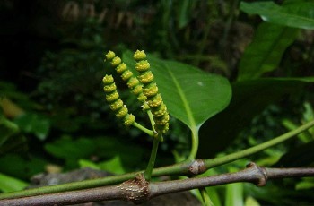 Cây gắm - Vị thuốc quý cho xương khớp và nhiều bệnh khác