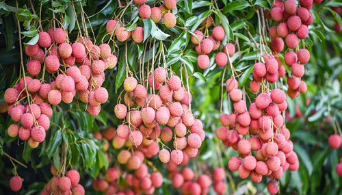 Khẳng định chất lượng sản phẩm OCOP Bắc Giang