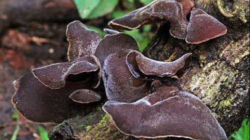 Loại nấm được ví như “vàng đen” của núi rừng, là kho collagen cực tốt cho sức khỏe