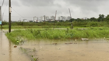 Nông dân Đà Nẵng ngậm ngùi nhìn rau chìm trong biển nước