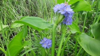 Thứ rau dại chỉ có ở miền Tây, xưa ít người ăn nay đã "đổi đời" thành đặc sản