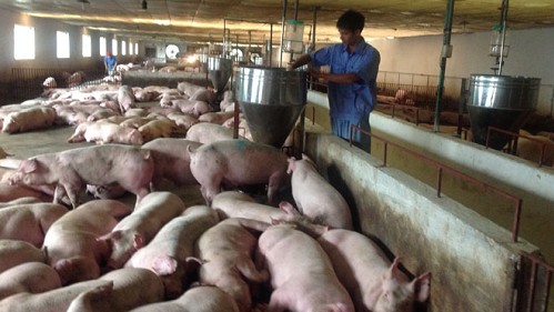 Giá heo hơi hôm nay 19/10: Cắm đầu lao dốc trên diện rộng
