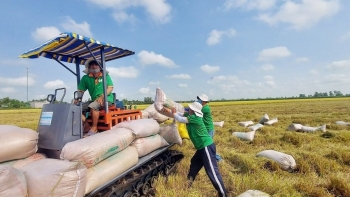170 thương nhân đủ điều kiện kinh doanh xuất khẩu gạo