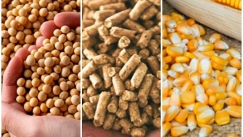 Việt Nam chi gần 6,8 tỷ USD nhập khẩu thức ăn chăn nuôi và nguyên liệu
