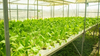 Công nghệ tiên tiến ứng dụng ở làng rau Tuý Loan hút khách tham quan