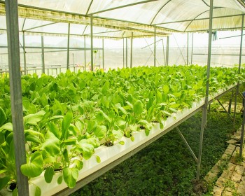 Công nghệ tiên tiến ứng dụng ở làng rau Tuý Loan hút khách tham quan