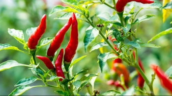 Ăn nhiều ớt lợi hay hại?