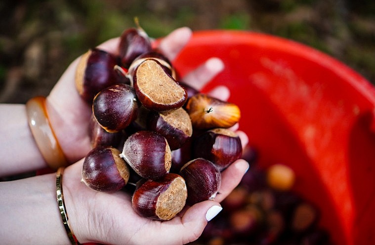 Hạt dẻ phải là hạt tròn, vỏ ngoài còn tươi