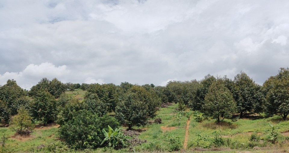 Cơ quan chức năng khuyến cáo người dân thường xuyên thăm vườn, kịp thời khai mương, vét rãnh quanh vườn, áp dụng tổng hợp các biện pháp phòng bệnh.