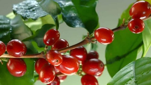 Giá nông sản hôm nay 20/10: Cà phê đảo chiều tăng mạnh 1.200 đồng/kg, hồ tiêu đồng loạt tăng 500 đồng/kg