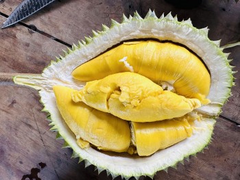 Sầu riêng Musang King “made in Việt Nam” có giá thấp nhất từ trước đến nay