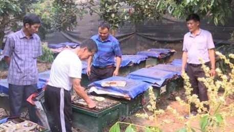 Tin kinh tế - thị trường ngày 20/10/2023: Vàng trong nước tăng vọt; Nghề nuôi ong đem lại 250 tỷ đồng/năm