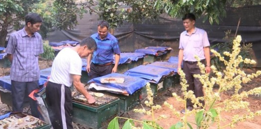 Tin kinh tế - thị trường ngày 20/10/2023: Vàng trong nước tăng vọt; Nghề nuôi ong đem lại 250 tỷ đồng/năm