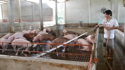 Giá heo hơi hôm nay 21/10: Tiếp tục tăng tại một vài nơi