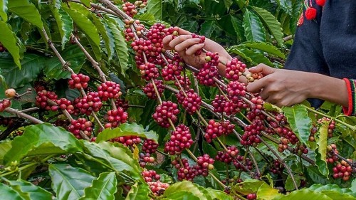 Giá nông sản hôm nay 21/10: Cà phê nối dài chuỗi ngày tăng, hồ tiêu đi ngang giữ ở mức 71.000 đồng/kg