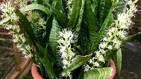 Món ăn vặt yêu thích của cây lưỡi hổ, 2 tuần cho ăn 1 lần, chồi non mọc lên tua tủa