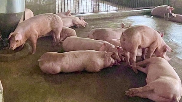 Giá heo hơi hôm nay 22/10: TThị trường sẽ tăng trở lại trong tuần tới?