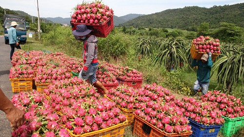 Xuất khẩu nông sản qua cửa khẩu Lào Cai tăng 378%