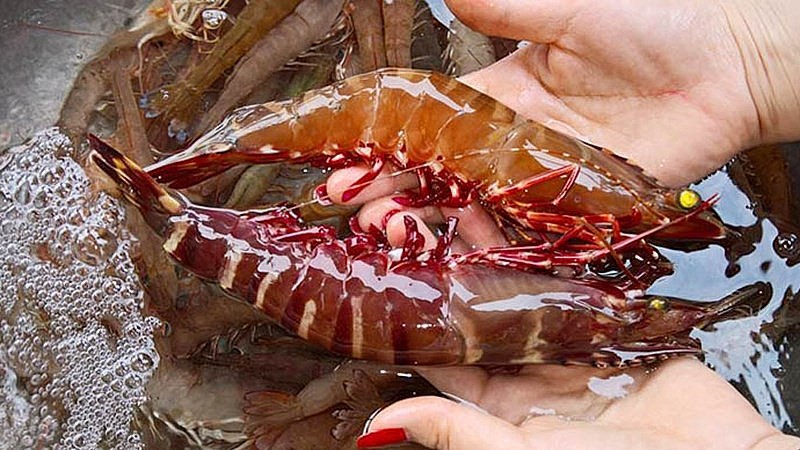 Tôm sú là mặt hàng xuất khẩu chủ lực của ngành tôm