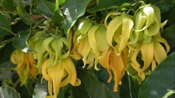 Cây hoa dẻ - Loài hoa dân dã và những công dụng tuyệt vời