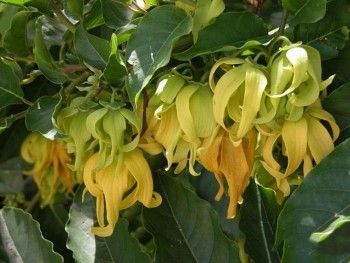 Cây hoa dẻ - Loài hoa dân dã và những công dụng tuyệt vời