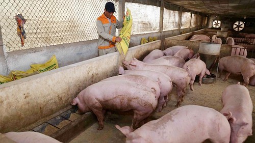 Giá heo hơi hôm nay 23/10: Ổn định, cao nhất 53.000 đồng/kg