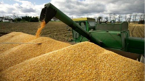 Nhập khẩu ngô 9 tháng năm 2023 giảm cả lượng và kim ngạch