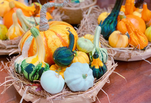 Săn mua set bí ngô đẹp hút mắt "sống ảo" dịp Halloween