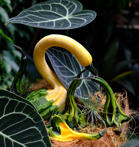 Săn mua set bí ngô đẹp hút mắt "sống ảo" dịp Halloween