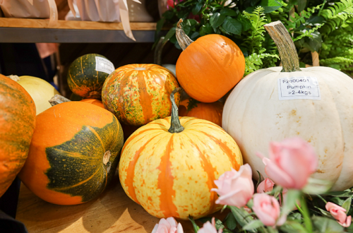 Săn mua set bí ngô đẹp hút mắt "sống ảo" dịp Halloween