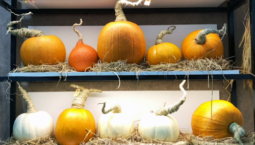 Săn mua set bí ngô đẹp hút mắt "sống ảo" dịp Halloween