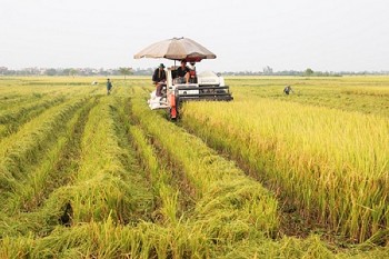 Hưng Yên hoàn thành thu hoạch hơn 25,1 nghìn héc-ta lúa mùa