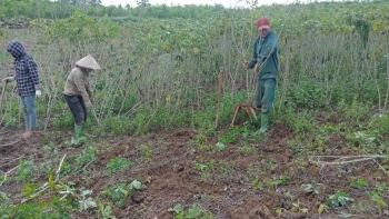 Thanh Hoá cần bước đi chậm nhưng chắc cho cây sắn