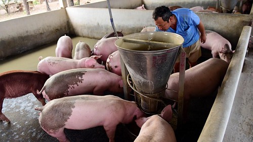 Giá heo hơi hôm nay 24/10: Tăng tại nhiều địa phương trên cả nước