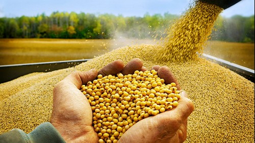 Nhập khẩu đậu tương 9 tháng trị giá trên 934,98 triệu USD