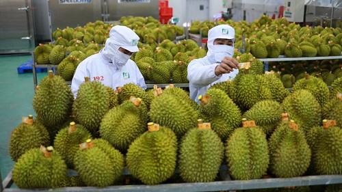 Xuất khẩu nông sản kỳ vọng tăng tốc dịp cuối năm