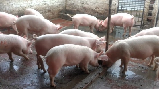 Giá heo hơi hôm nay 25/10: Tiếp đà tăng tại tại một số địa phương