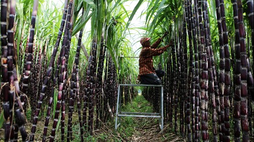 Ngành mía đường có dấu hiệu hồi phục sau thời gian dài ảm đạm